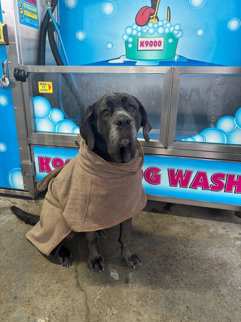 Bambu Kumaş Köpek Bornozu