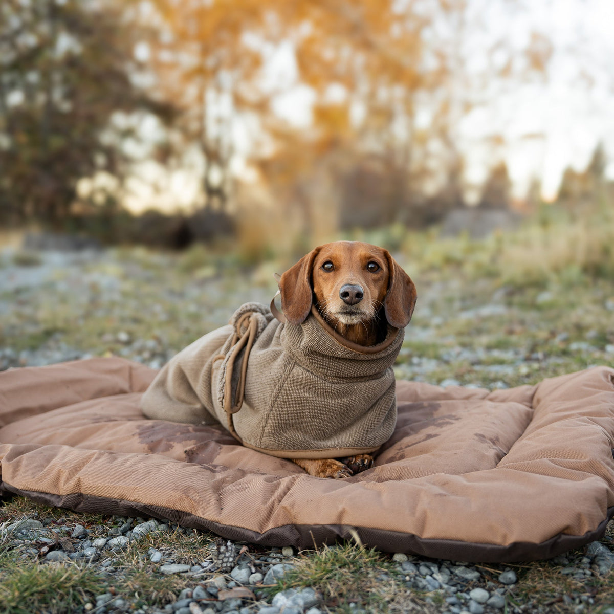 Bambu Kumaş Köpek Bornozu